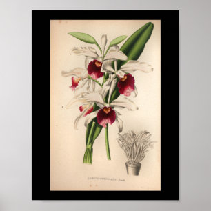 Poster 1860 Vintage Orchidée Fleur d'impression violet