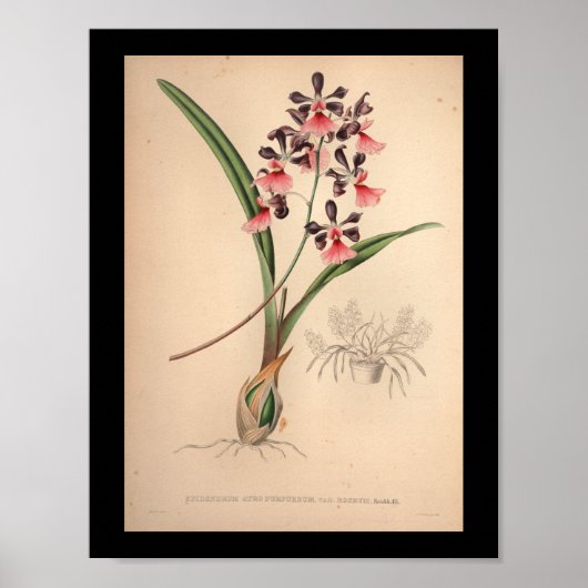 Poster 1860 Vintage Orchidée Fleur d'impression violet (Devant)