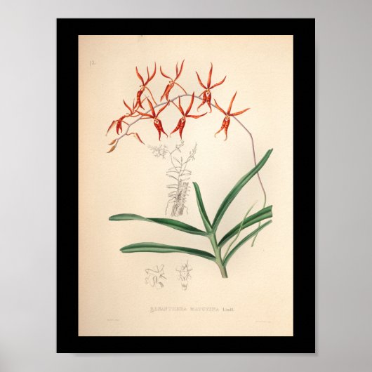 Poster 1860 Vintage orchidée Flower Rouge (Devant)