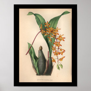 Poster 1860 Vintage orchidée Flower Rouge