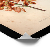 Poster 1860 Vintage orchidée Flower Rouge (Coin)