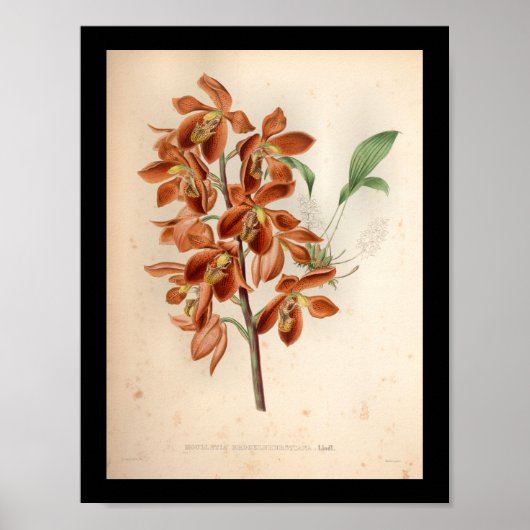 Poster 1860 Vintage orchidée Flower Rouge (Devant)