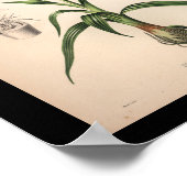 Poster 1860 Vintage orchidée Flower Rouge (Coin)