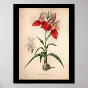 Poster 1860 Vintage orchidée Flower Rouge