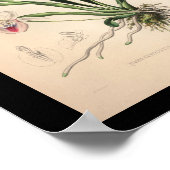 Poster 1860 Vintage orchidée rose (Coin)