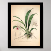 Poster 1860 Vintage orchidée rose (Devant)