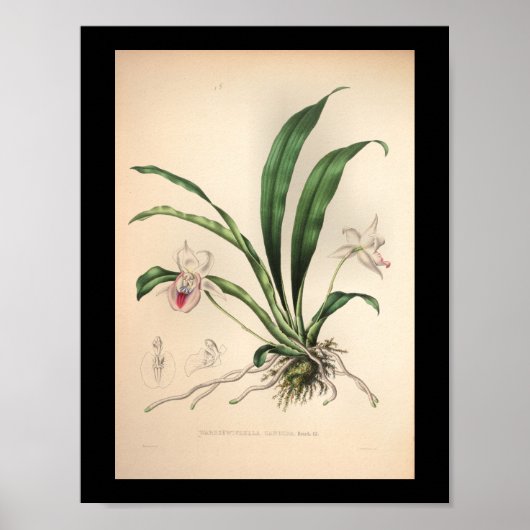 Poster 1860 Vintage orchidée rose (Devant)