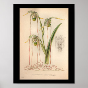Poster 1860 Vintage orchidée rose