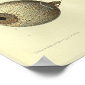 Poster 1866 Anatomie des yeux humains (Coin)