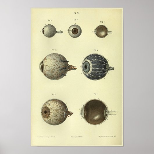 Poster 1866 Anatomie des yeux humains (Devant)