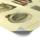 Poster 1866 Anatomie des yeux humains (Coin)