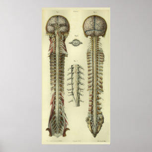 Poster 1866 Cordon de colonne cérébrale Nerves Anatomie I