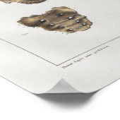 Poster 1867 Anatomie Vintage des os pelviens (Coin)