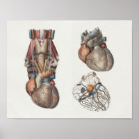 1867 Anatomie Vintage du coeur humain Imprimer