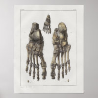 1867 Bones à anatomie Vintage à pieds