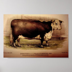 Poster 1874 Engraving Hereford Cattle DOROTHEA Leominster