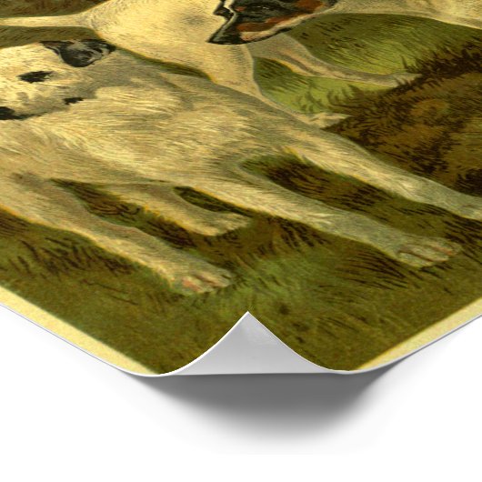 Poster 1881 Vintage Fox Terriers Imprimer (Coin)