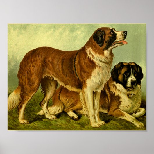 Poster 1881 Vintage St. Bernards Imprimer (Devant)