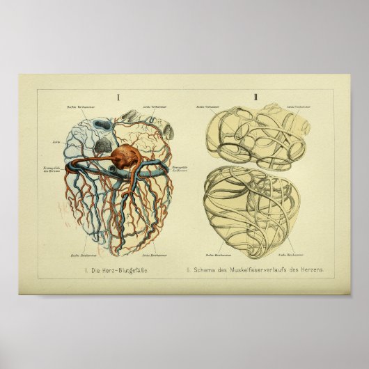 Poster 1886 Anatomie Vintage du coeur humain Imprimer (Devant)