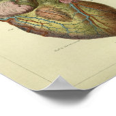 Poster 1886 Anatomie Vintage du coeur humain Imprimer (Coin)