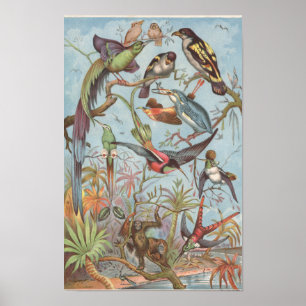 Poster 1889 Oiseaux de la Jungle africaine