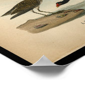 Poster 1890 Bécasseau Pectoral Imprimé Aux Oiseaux (Coin)