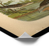 Poster 1890 Bécasseau tacheté à imprimer Vintage (Coin)