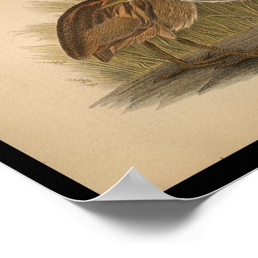 Poster 1890 Bird Print American Bittern (Coin)