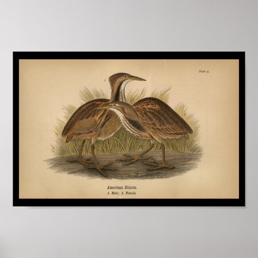 Poster 1890 Bird Print American Bittern (Devant)