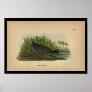 Poster 1890 Bird Print American Coot