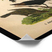 Poster 1890 Bird Print American Crow (Coin)