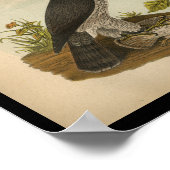 Poster 1890 Bird Print American Goshawk (Coin)