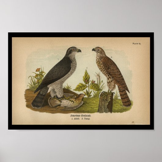 Poster 1890 Bird Print American Goshawk (Devant)