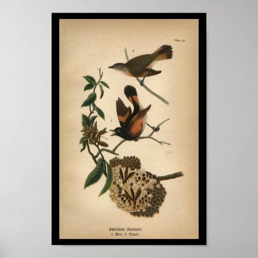 Poster 1890 Bird Print American Redstart (Devant)