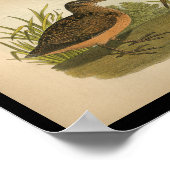 Poster 1890 Bird Print American Woodcock (Coin)