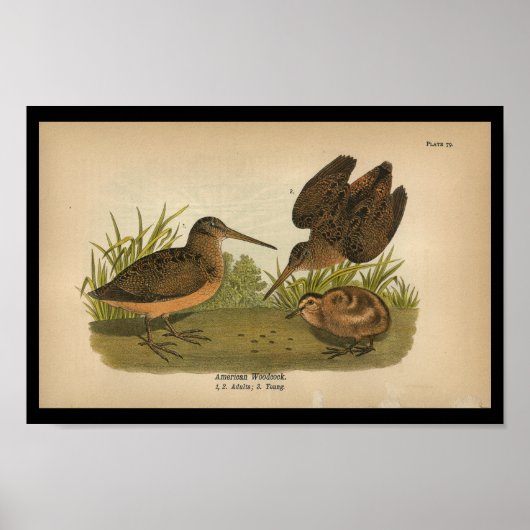 Poster 1890 Bird Print American Woodcock (Devant)