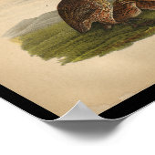 Poster 1890 Bird Print Bob-white Quail (Coin)