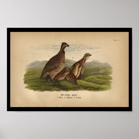 Poster 1890 Bird Print Bob-white Quail (Devant)