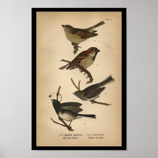 Poster 1890 Bird Print Français Sparrow (Devant)