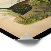 Poster 1890 Bird Print Green Heron (Coin)