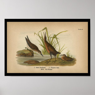 Poster 1890 Bird Print Least Sandpiper