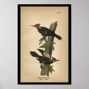 Poster 1890 Bird Print Pileated Woodpecker