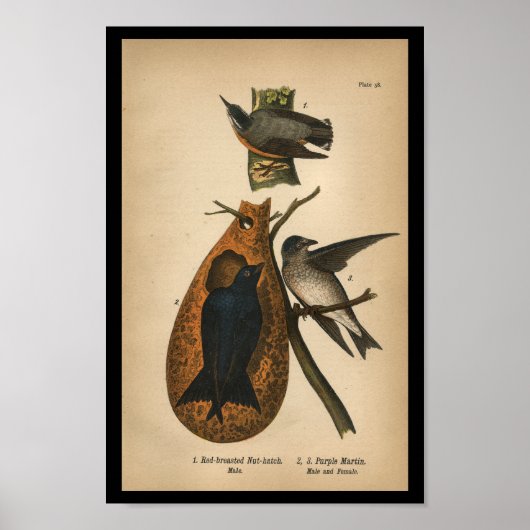 Poster 1890 Bird Print Purple Martin (Devant)