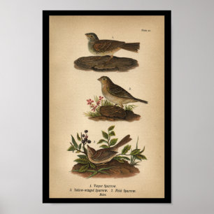 Poster 1890 Bird Print Vesper Sparrow