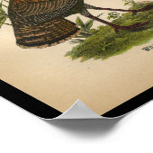 Poster 1890 Bird Print Wild Turkey (Coin)