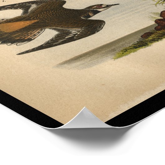 Poster 1890 Blesseur d'oiseaux (Coin)