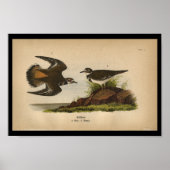 Poster 1890 Blesseur d'oiseaux (Devant)