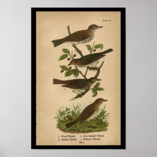 Poster 1890 Brosse à bois imprimée par les oiseaux