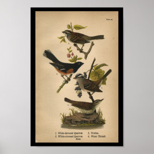 Poster 1890 Bruant blanc à projection d'oiseaux