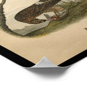 Poster 1890 Buse d'oiseaux (Coin)